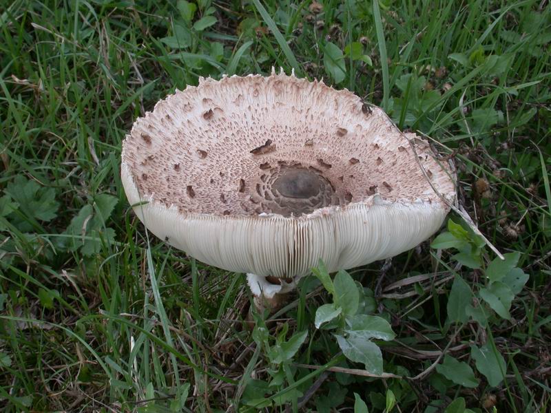 Passeggiata...(Macrolepiota procera)